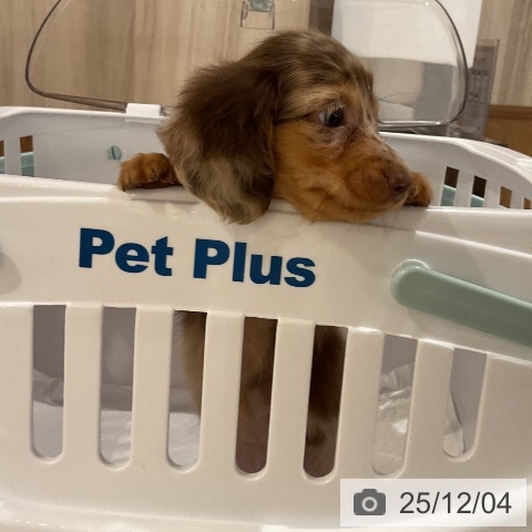 カニーンヘン・ダックスフンドの写真