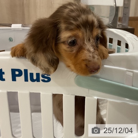 カニーンヘン・ダックスフンドの写真