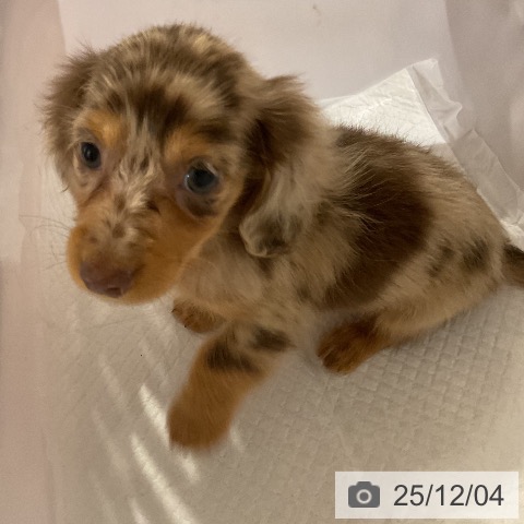 福岡県のカニンヘンダックスフンド(ロング) (ペットプラス 八幡東店/2025年9月26日生まれ/男の子/チョコレートダップル)の子犬の4枚目の画像