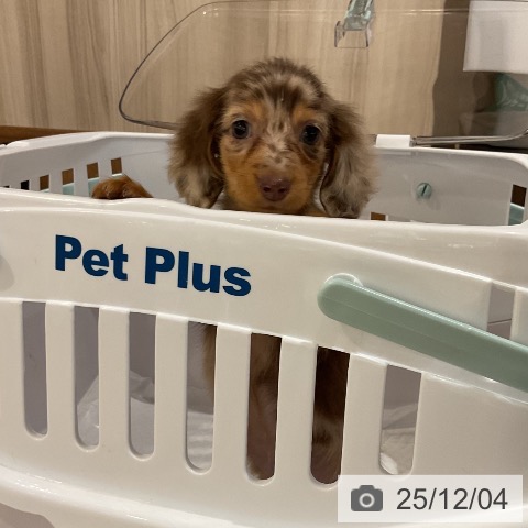 福岡県のカニンヘンダックスフンド(ロング) (ペットプラス 八幡東店/2025年9月26日生まれ/男の子/チョコレートダップル)の子犬の3枚目の画像