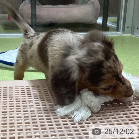 カニーンヘン・ダックスフンドの写真