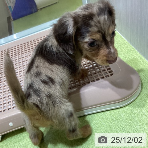 カニーンヘン・ダックスフンドの写真