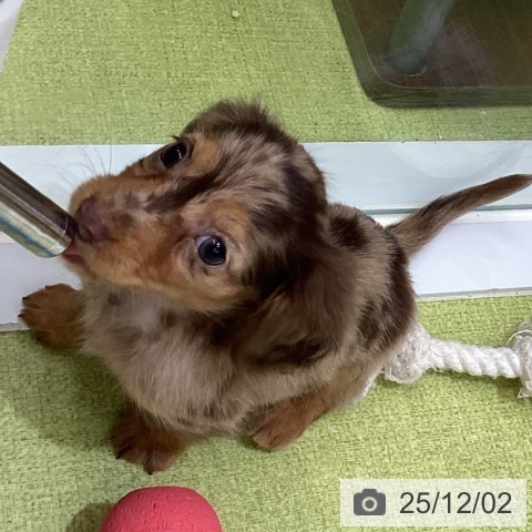 カニーンヘン・ダックスフンドの写真