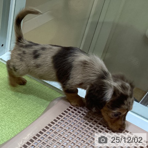 カニーンヘン・ダックスフンドの写真