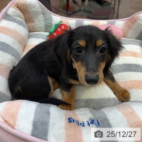 千葉県のミニチュアダックスフンド(ロング) (ペットプラス 幕張新都心店/2025年9月18日生まれ/女の子/ブラックタン)の子犬の3枚目の画像