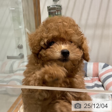 トイ・プードルの写真