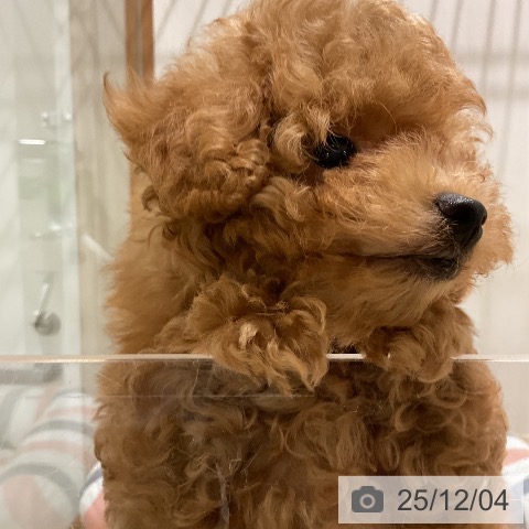 トイ・プードルの写真