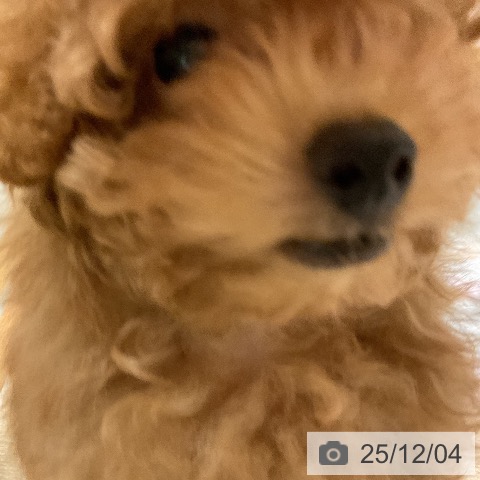 トイ・プードルの写真