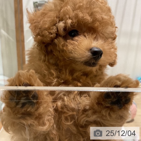 トイ・プードルの写真