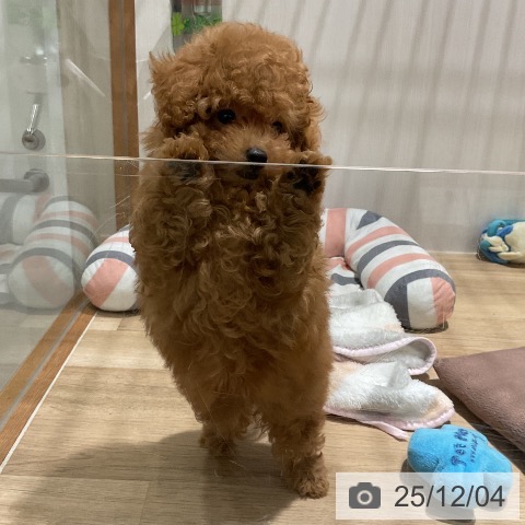 トイ・プードルの写真