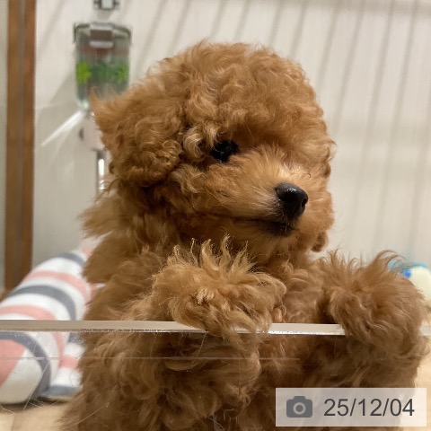 福岡県のトイプードル(トイ) (ペットプラス 八幡東店/2025年9月23日生まれ/男の子/オレンジフォーン)の子犬の4枚目の画像