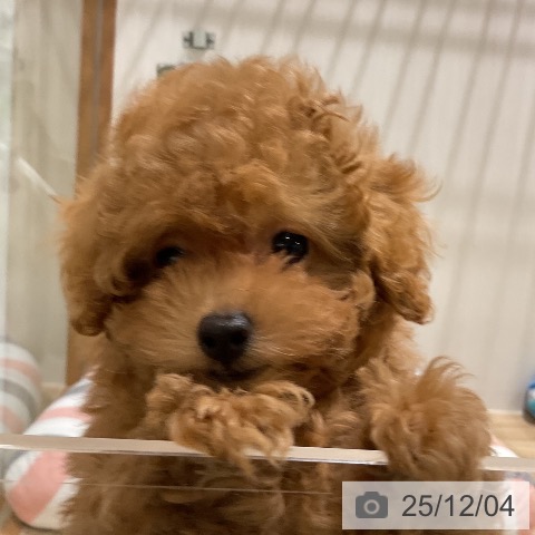 福岡県のトイプードル(トイ) (ペットプラス 八幡東店/2025年9月23日生まれ/男の子/オレンジフォーン)の子犬の3枚目の画像