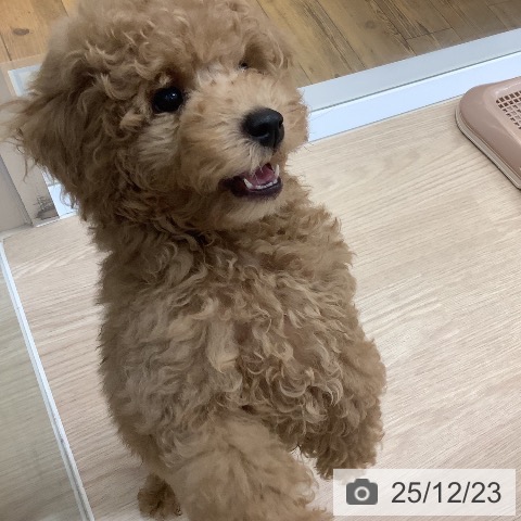 トイ・プードルの写真