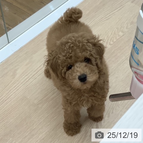 沖縄県のトイプードル(トイ) (ペットプラス 南風原店/2025年9月25日生まれ/男の子/レッド)の子犬の4枚目の画像