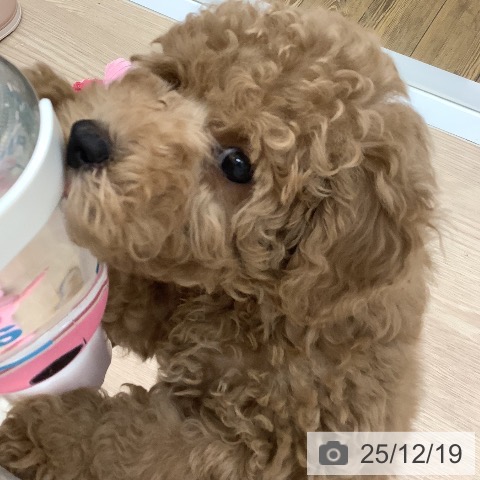 沖縄県のトイプードル(トイ) (ペットプラス 南風原店/2025年9月25日生まれ/男の子/レッド)の子犬の3枚目の画像