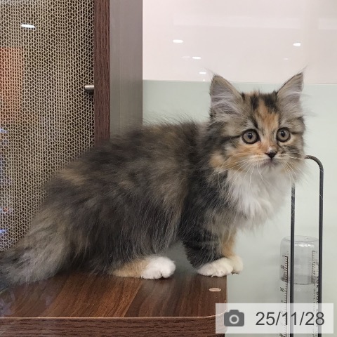 サイベリアンの写真