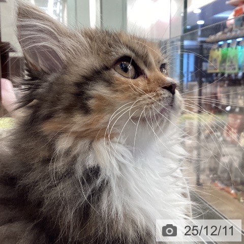 福岡県のサイベリアン (ペットプラス 春日店/2025年9月15日生まれ/女の子/ブラウンパッチドタビーホワイト)の子猫の4枚目の画像