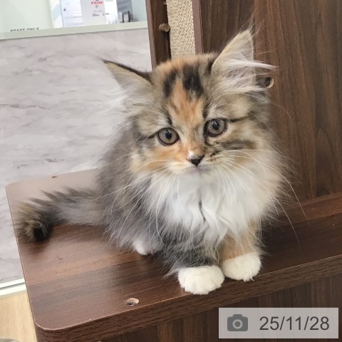 サイベリアンの写真