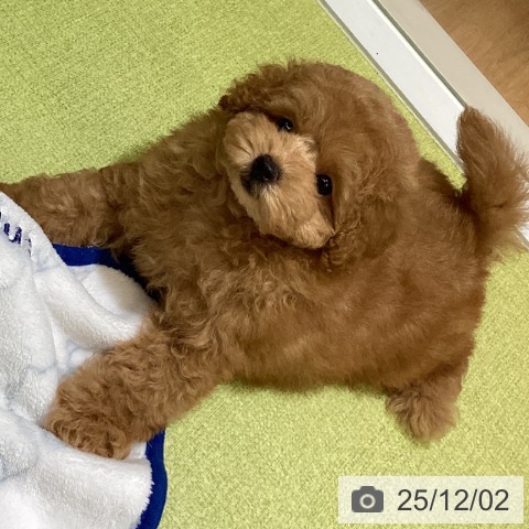 沖縄県のトイプードル(トイ) (ペットプラス 沖縄ライカム店/2025年9月26日生まれ/男の子/オレンジフォーン)の子犬の4枚目の画像