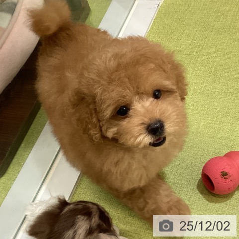 沖縄県のトイプードル(トイ) (ペットプラス 沖縄ライカム店/2025年9月26日生まれ/男の子/オレンジフォーン)の子犬の3枚目の画像