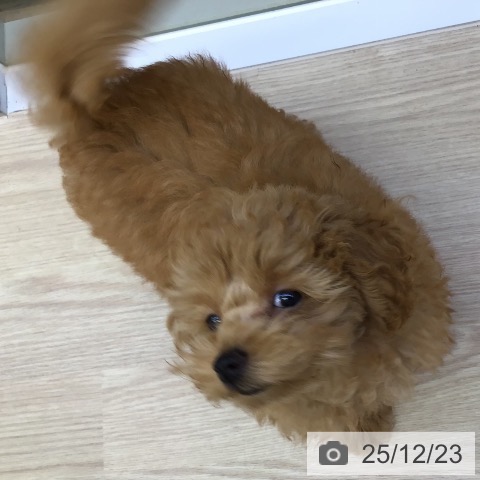 沖縄県のトイプードル(トイ) (ペットプラス 沖縄ライカム店/2025年9月26日生まれ/男の子/オレンジフォーン)の子犬の3枚目の画像