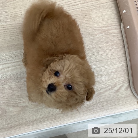 長崎県のトイプードル(トイ) (ペットプラス 長崎店/2025年9月26日生まれ/女の子/オレンジフォーン)の子犬の4枚目の画像