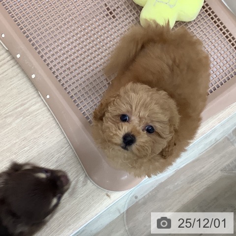 長崎県のトイプードル(トイ) (ペットプラス 長崎店/2025年9月26日生まれ/女の子/オレンジフォーン)の子犬の3枚目の画像