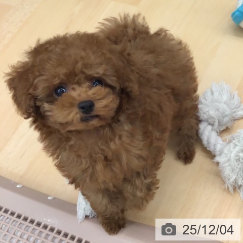 熊本県のトイプードル(トイ) (ペットプラス 熊本店/2025年9月26日生まれ/男の子/レッドフォーン)の子犬の3枚目の画像