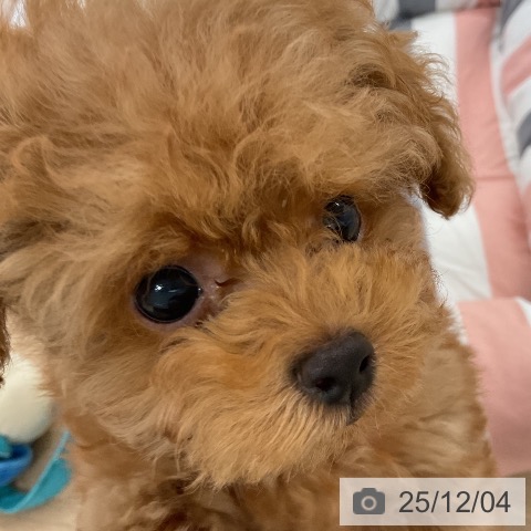 トイ・プードルの写真