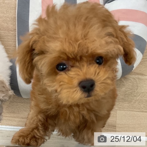 トイ・プードルの写真