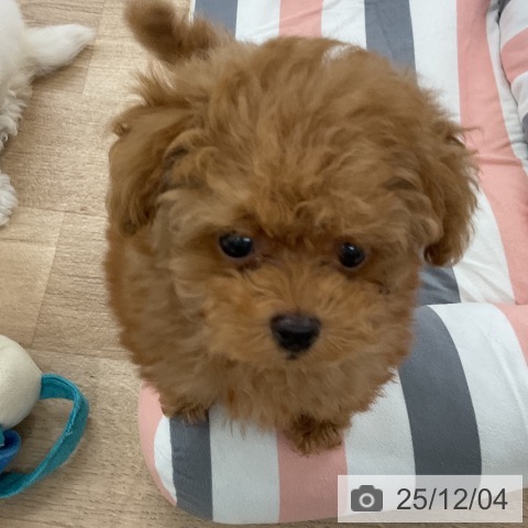 トイ・プードルの写真