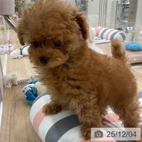 トイ・プードルの写真