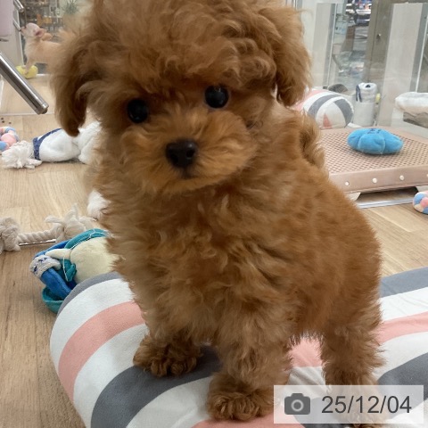 トイ・プードルの写真