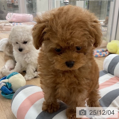 トイ・プードルの写真