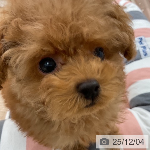 福岡県のトイプードル(トイ) (ペットプラス 八幡東店/2025年9月26日生まれ/男の子/レッドフォーン)の子犬の4枚目の画像