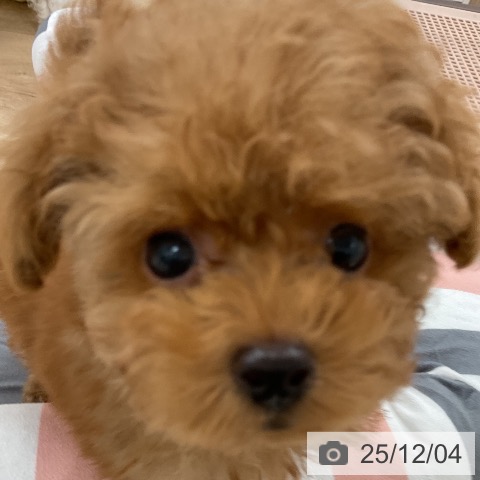 福岡県のトイプードル(トイ) (ペットプラス 八幡東店/2025年9月26日生まれ/男の子/レッドフォーン)の子犬の3枚目の画像