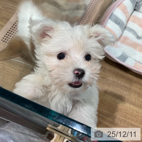 埼玉県のマルチーズ (ペッツワン 新座店/2025年9月18日生まれ/女の子/ホワイト)の子犬の3枚目の画像