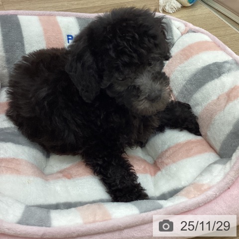 宮崎県のトイプードル(トイ) (ペットプラス 宮崎店/2025年9月26日生まれ/女の子/シルバー)の子犬の4枚目の画像