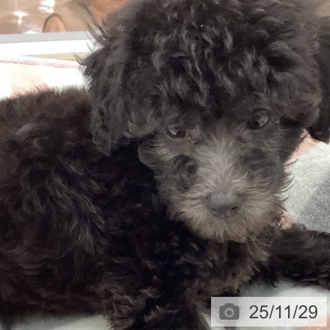 宮崎県のトイプードル(トイ) (ペットプラス 宮崎店/2025年9月26日生まれ/女の子/シルバー)の子犬の3枚目の画像