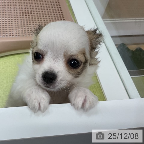 福岡県のチワワ(ロング) (ペットプラス 福岡店/2025年9月26日生まれ/男の子/ホワイトレッド)の子犬の4枚目の画像