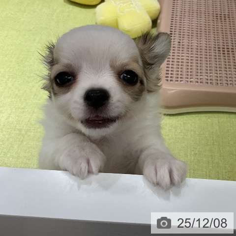 福岡県のチワワ(ロング) (ペットプラス 福岡店/2025年9月26日生まれ/男の子/ホワイトレッド)の子犬の3枚目の画像