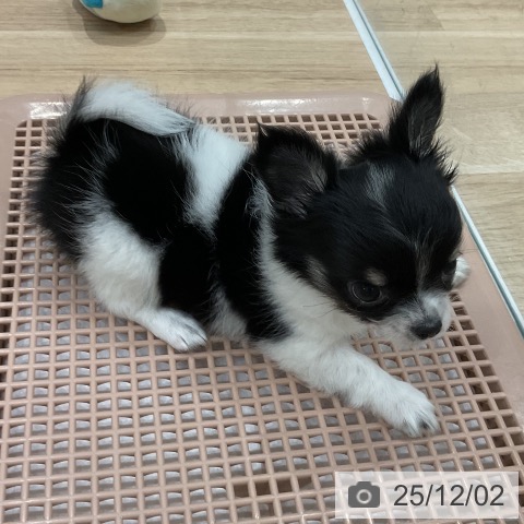 福岡県のチワワ(ロング) (ペットプラス 八幡東店/2025年9月26日生まれ/女の子/ブラックタンホワイト)の子犬の4枚目の画像