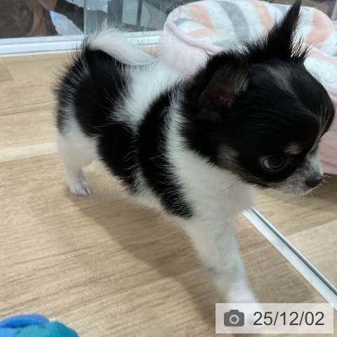 福岡県のチワワ(ロング) (ペットプラス 八幡東店/2025年9月26日生まれ/女の子/ブラックタンホワイト)の子犬の3枚目の画像