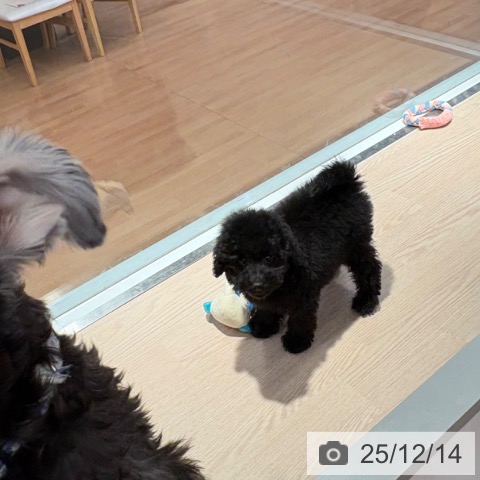 トイ・プードルの写真