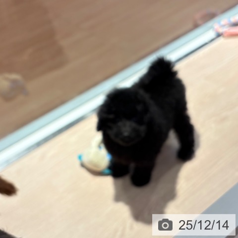 トイ・プードルの写真