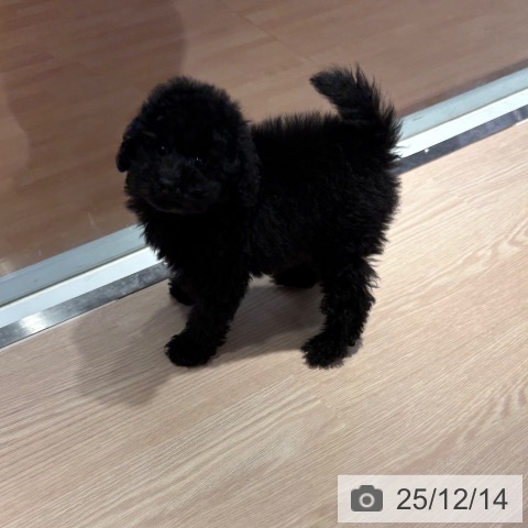 トイ・プードルの写真