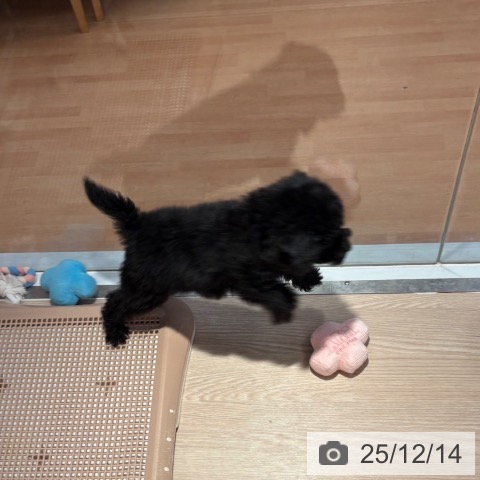 トイ・プードルの写真