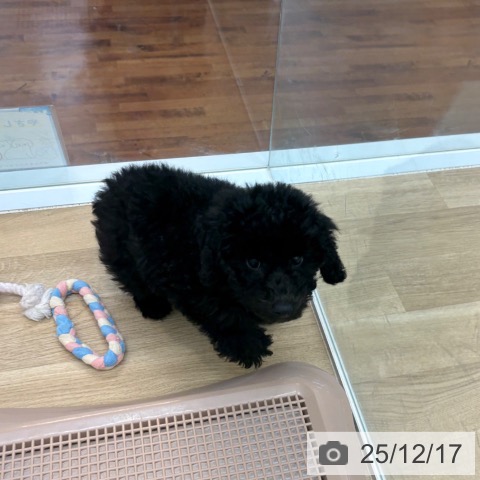 京都府のトイプードル(トイ) (ペットプラス 久御山店/2025年9月23日生まれ/女の子/ブラック)の子犬の4枚目の画像