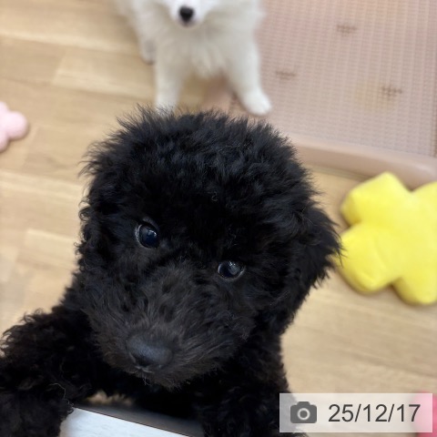 京都府のトイプードル(トイ) (ペットプラス 久御山店/2025年9月23日生まれ/女の子/ブラック)の子犬の3枚目の画像