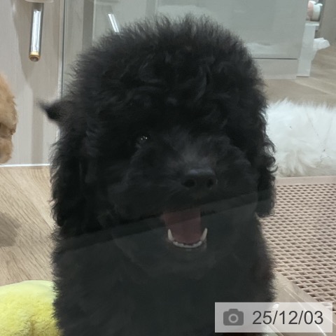 トイ・プードルの写真